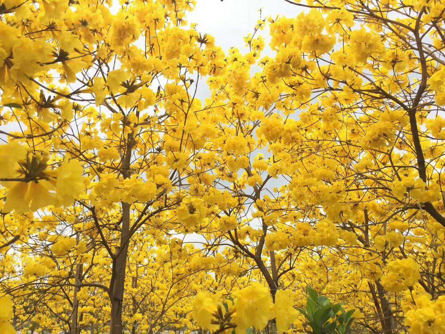 佛山綠化苗木盆栽黃花風(fēng)鈴木基地直銷