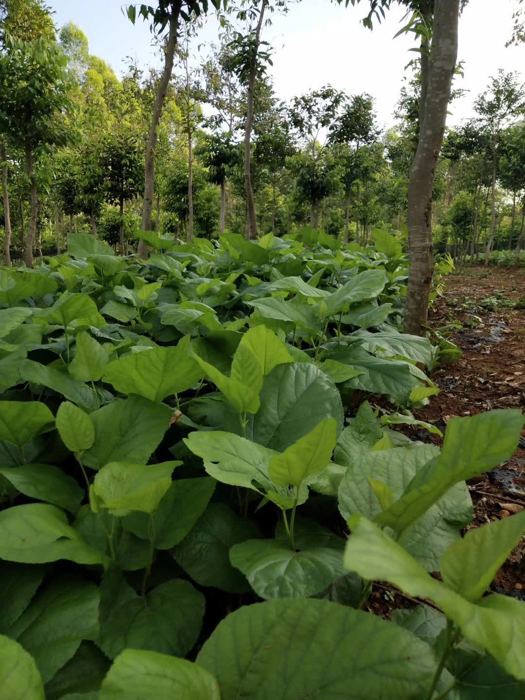 廣西雜交桑種批發(fā)哪家好？