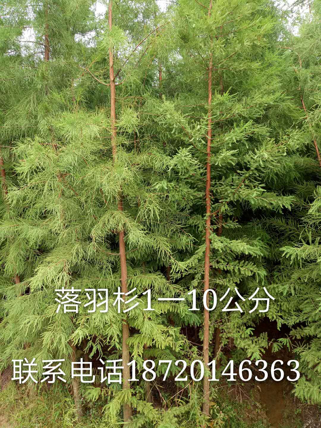 江西落羽杉種植|江西落羽杉苗木|江西落羽杉批發(fā)價(jià)格