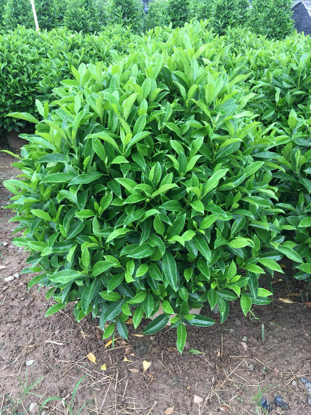 佛山綠化苗木盆栽非洲茉莉球基地直銷