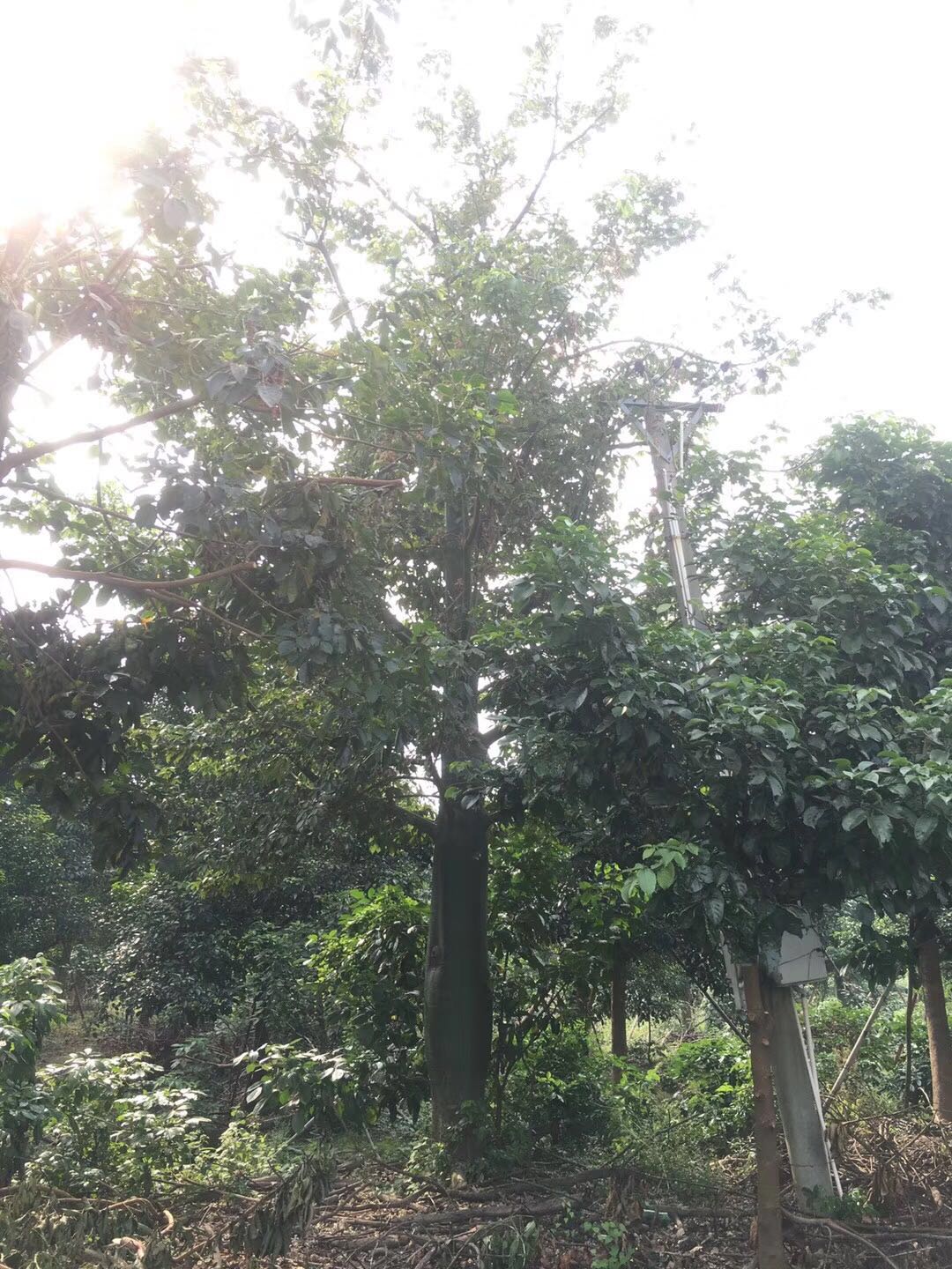 佛山綠化苗木盆栽大幅木棉基地直銷