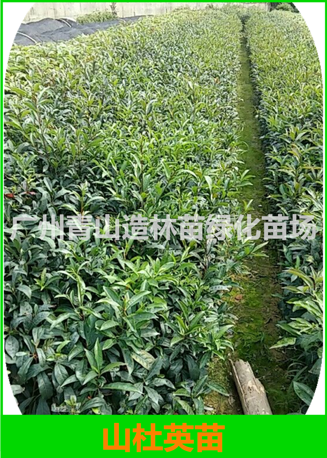 河源山杜英苗基地直銷，河源山杜英苗報(bào)價(jià)/價(jià)格，河源山杜英苗批發(fā)價(jià)