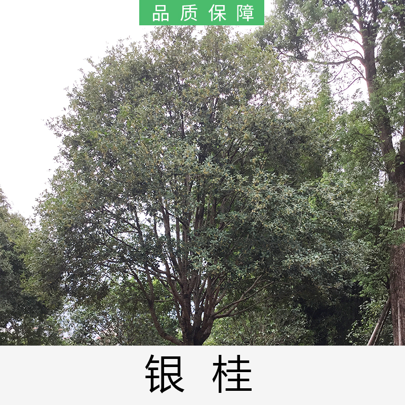 銀桂|桂花|廣東英德銀桂|基地直銷|種植基地報價|批發(fā)價格|供應電話地址|圖片|品種齊全|價格合理|童叟無欺