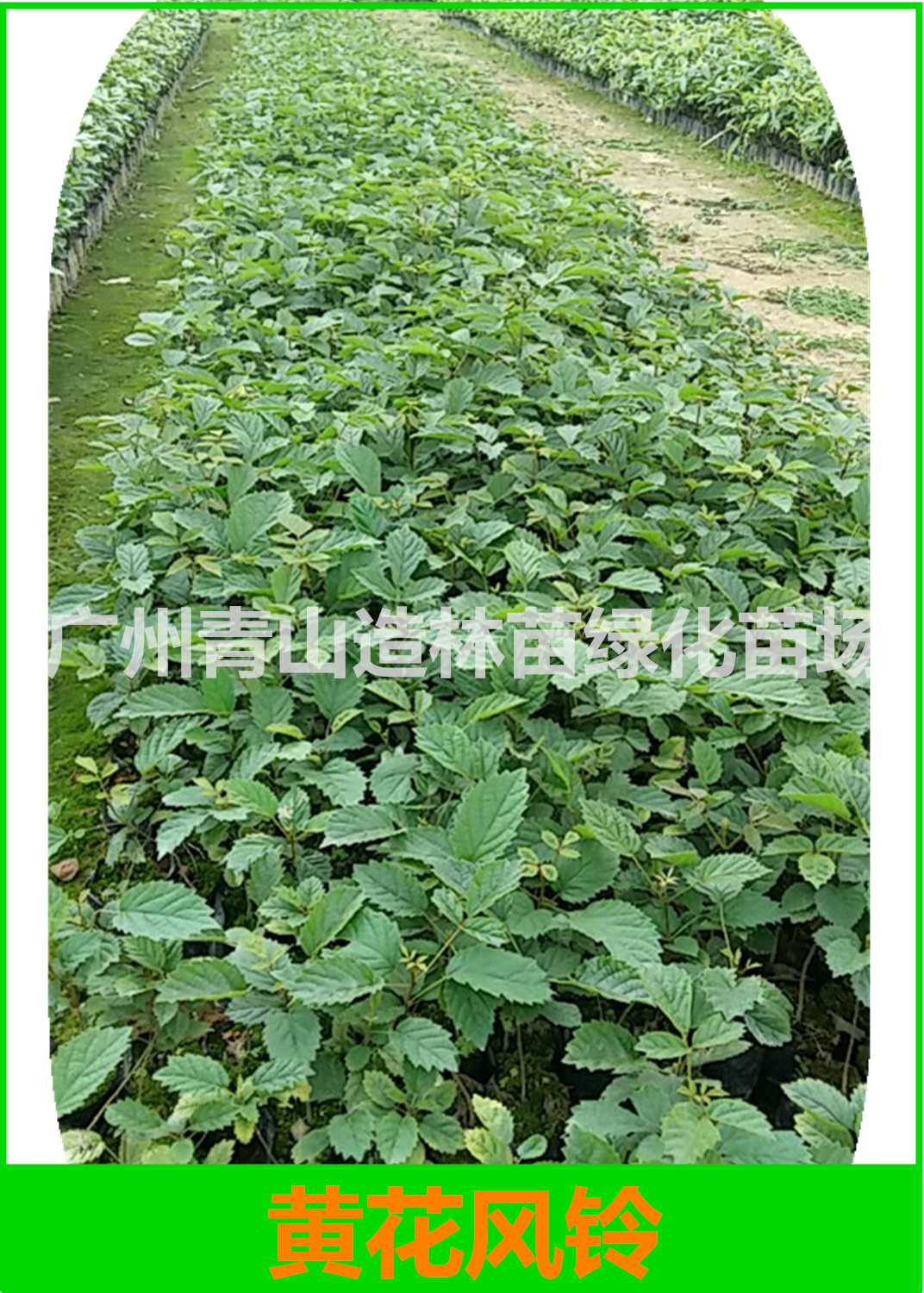 廣州黃花風(fēng)鈴種植基地，廣州黃花風(fēng)鈴樹苗批發(fā)價，廣州黃花風(fēng)鈴樹苗苗圃直銷