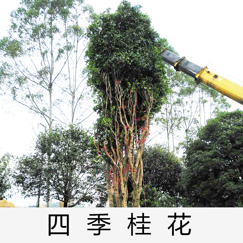 清遠(yuǎn)四季桂花基地|廣東英德四季桂花|基地直銷|種植基地報(bào)價(jià)|批發(fā)價(jià)格|供應(yīng)電話地址|圖片|品種齊全|價(jià)格合理|童叟無欺