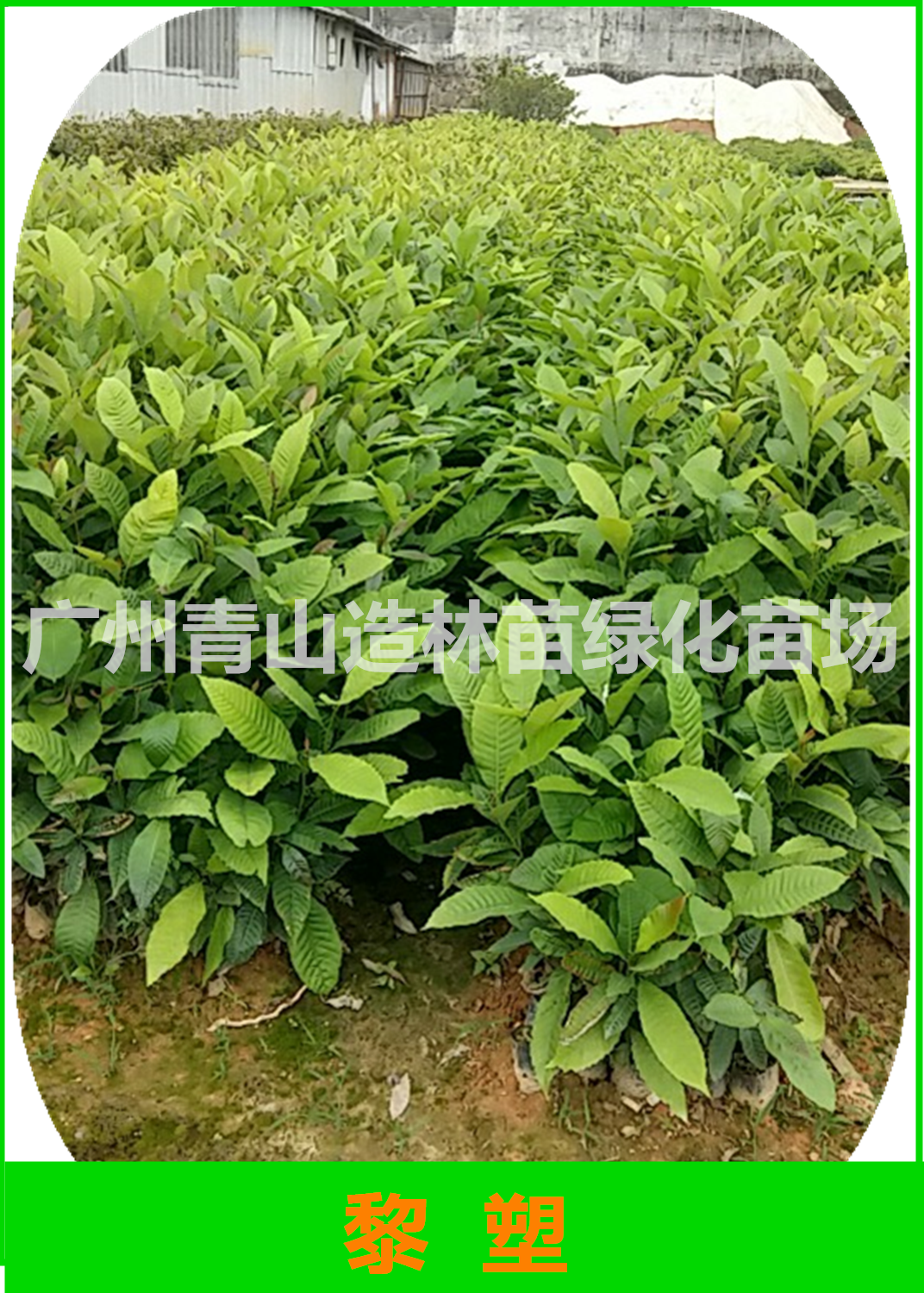 廣州黎塑苗基地直銷(xiāo)，廣州黎塑苗供應(yīng)商，廣州黎塑苗批發(fā)價(jià)，廣州黎塑苗苗圃