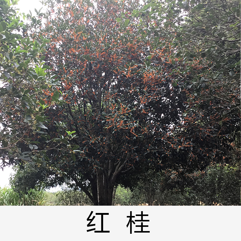 紅桂|桂花|廣東英德桂花|基地直銷|種植基地報價|批發(fā)價格|供應電話地址|圖片|品種齊全|價格合理|童叟無欺|