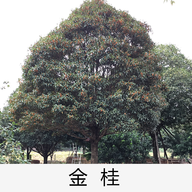 英德金桂|桂花|廣東英德金桂|基地直銷|種植基地報價|批發(fā)價格|供應(yīng)電話地址|圖片|品種齊全|價格合理|童叟無欺