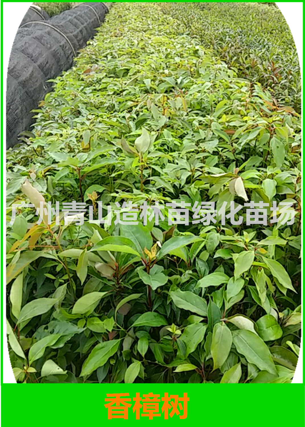 廣州一年生香樟樹苗基地直銷，廣州一年生香樟樹苗批發(fā)價，廣州一年生香樟樹苗供應(yīng)商