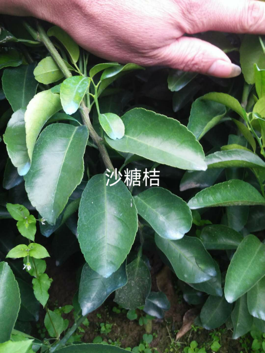 廣西桂林沙糖桔苗基地-廣西沙糖桔苗價(jià)格、批發(fā)報(bào)價(jià)、價(jià)格大全/廠家