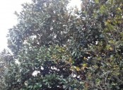 江西九江廣玉蘭 優(yōu)質(zhì)廣玉蘭供應(yīng)