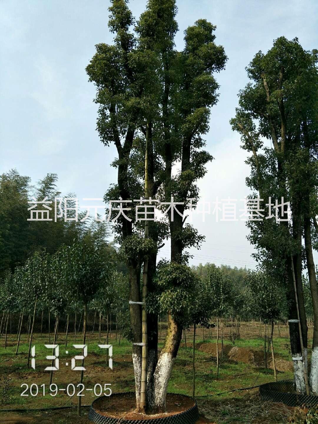 移栽叢生香樟 -叢生香樟價(jià)格-益陽叢生香樟苗圃-益陽叢生香樟基地
