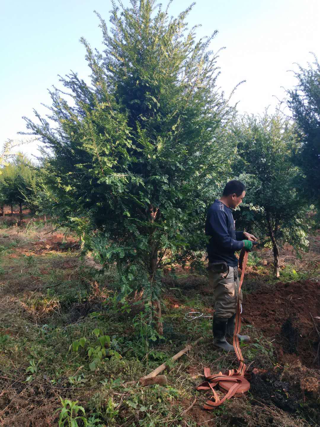 優(yōu)質(zhì)紅豆杉苗供應(yīng)商