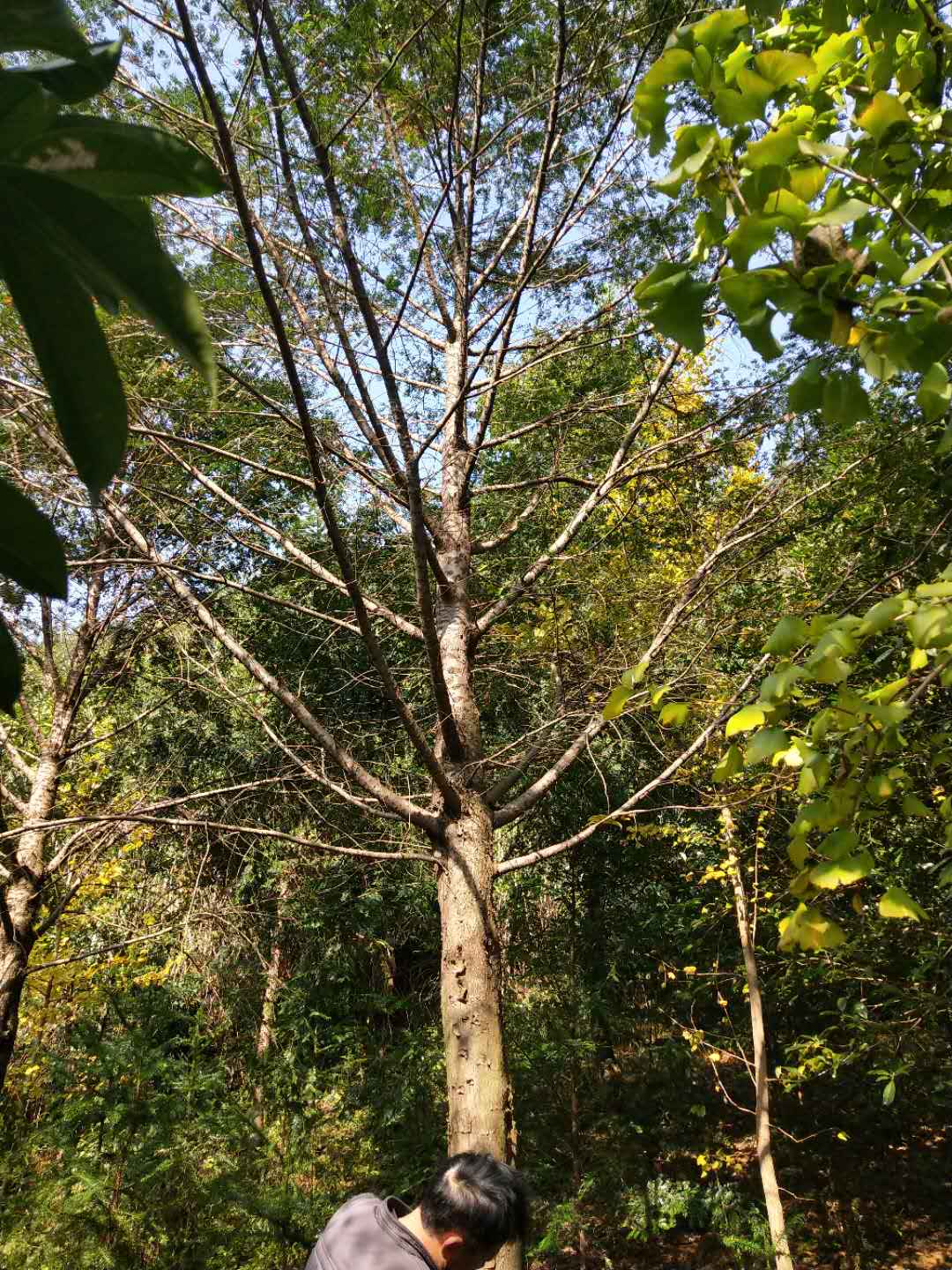 紅豆杉種植基地