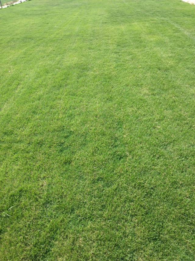 細(xì)葉結(jié)縷草