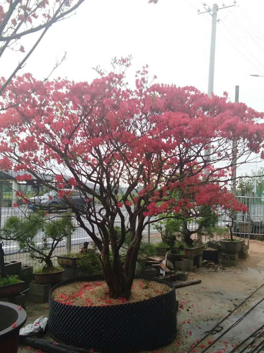 優(yōu)質映山紅幼苗供應商 映山紅商家 映山紅種植環(huán)境