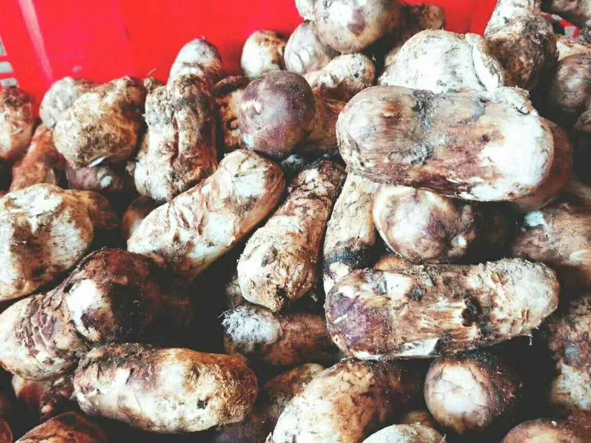 松茸的作用是什么