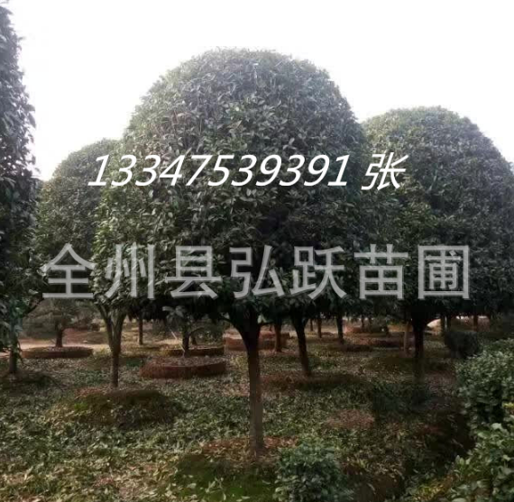 廣西*桂花樹供應