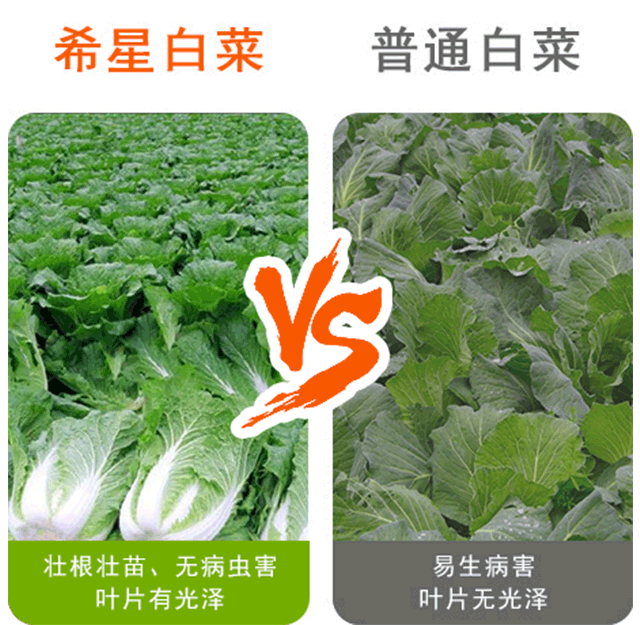 富底-根莖重茬寶復(fù)合生物菌肥