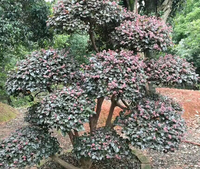 紅繼木采購(gòu)