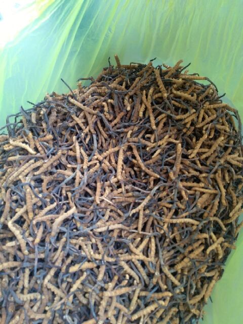 西藏新鮮那曲冬蟲夏草價格/批發(fā)價