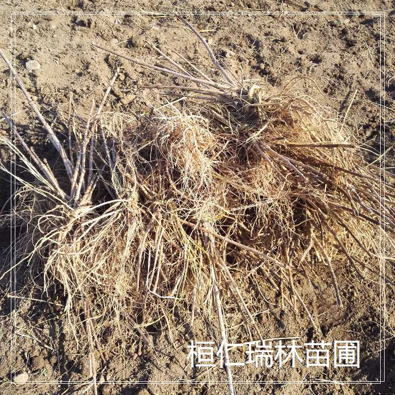 批發(fā)刺龍芽苗，出售刺嫩芽苗，刺老芽苗