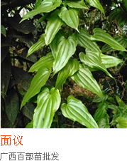 百部種苗種植_百部種苗價格_百部種苗銷售_廣西百部種苗 百部種苗種植培訓推廣 產(chǎn)品研發(fā) 百部種苗種產(chǎn)品研發(fā)