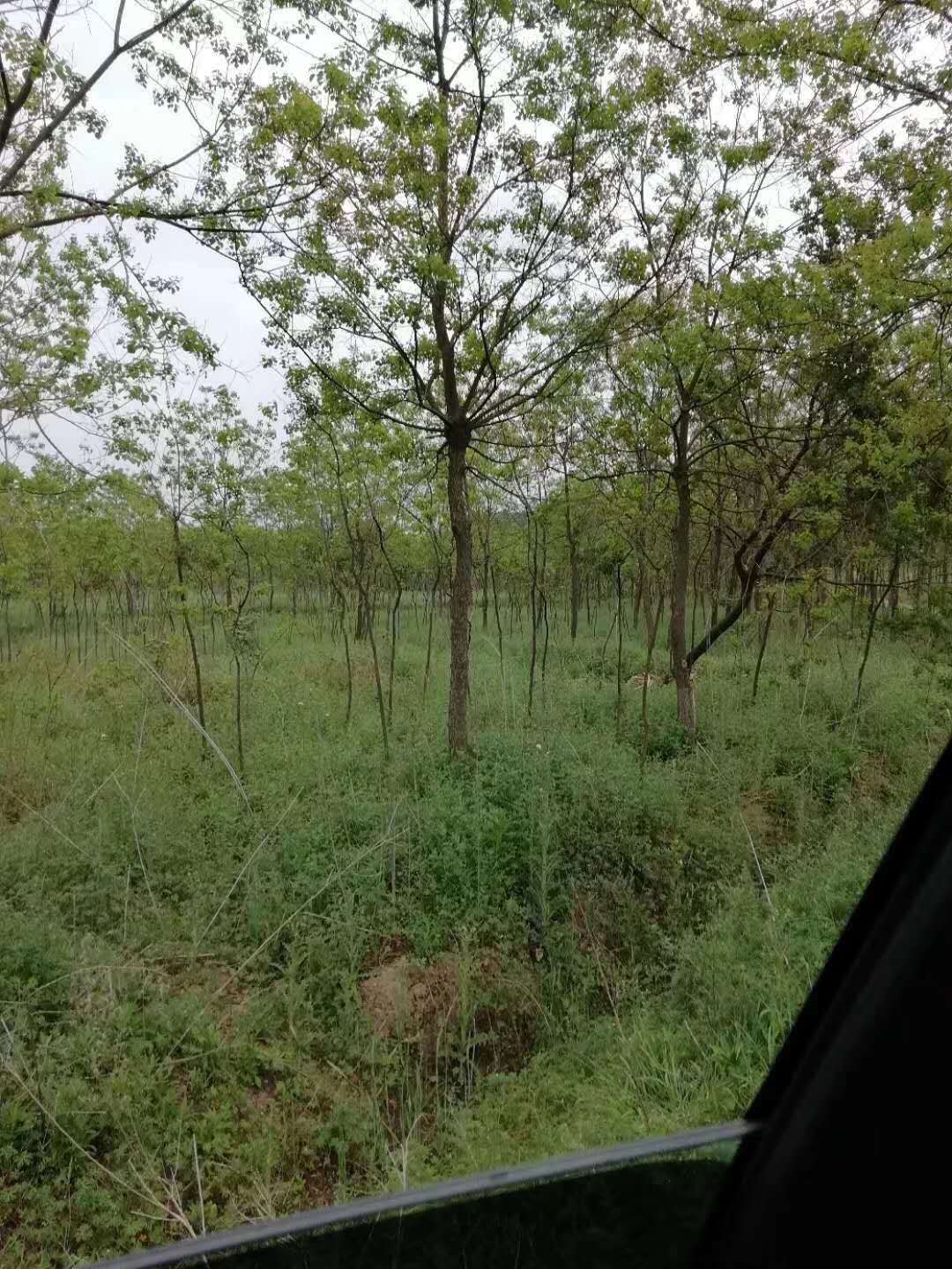 烏桕先國(guó)園林烏桕小苗