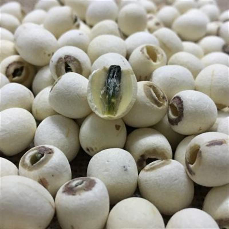 帶芯*小粒磨皮白蓮子 *小粒磨皮蓮 有芯實心磨白蓮 湘蓮子 寸三蓮 尚品蓮皇產(chǎn)地批發(fā)供應(yīng)