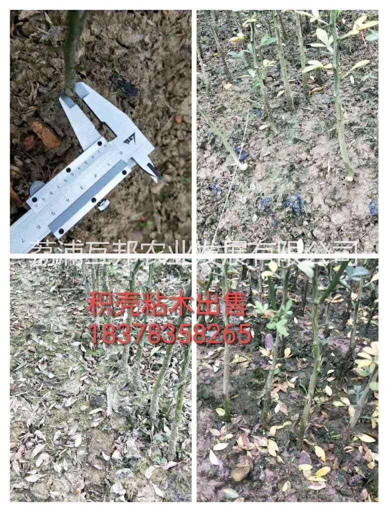 茂谷柑 廣西茂谷柑 桂林茂谷柑 茂谷柑種植技術(shù) 茂谷柑種植基地