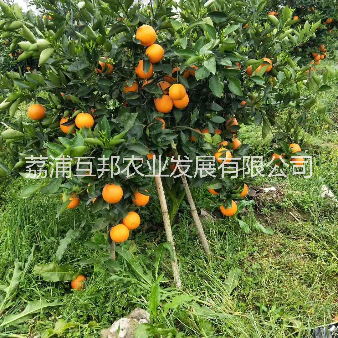 夏橙苗 廣西夏橙苗 桂林夏橙苗 夏橙苗哪家好 夏橙苗