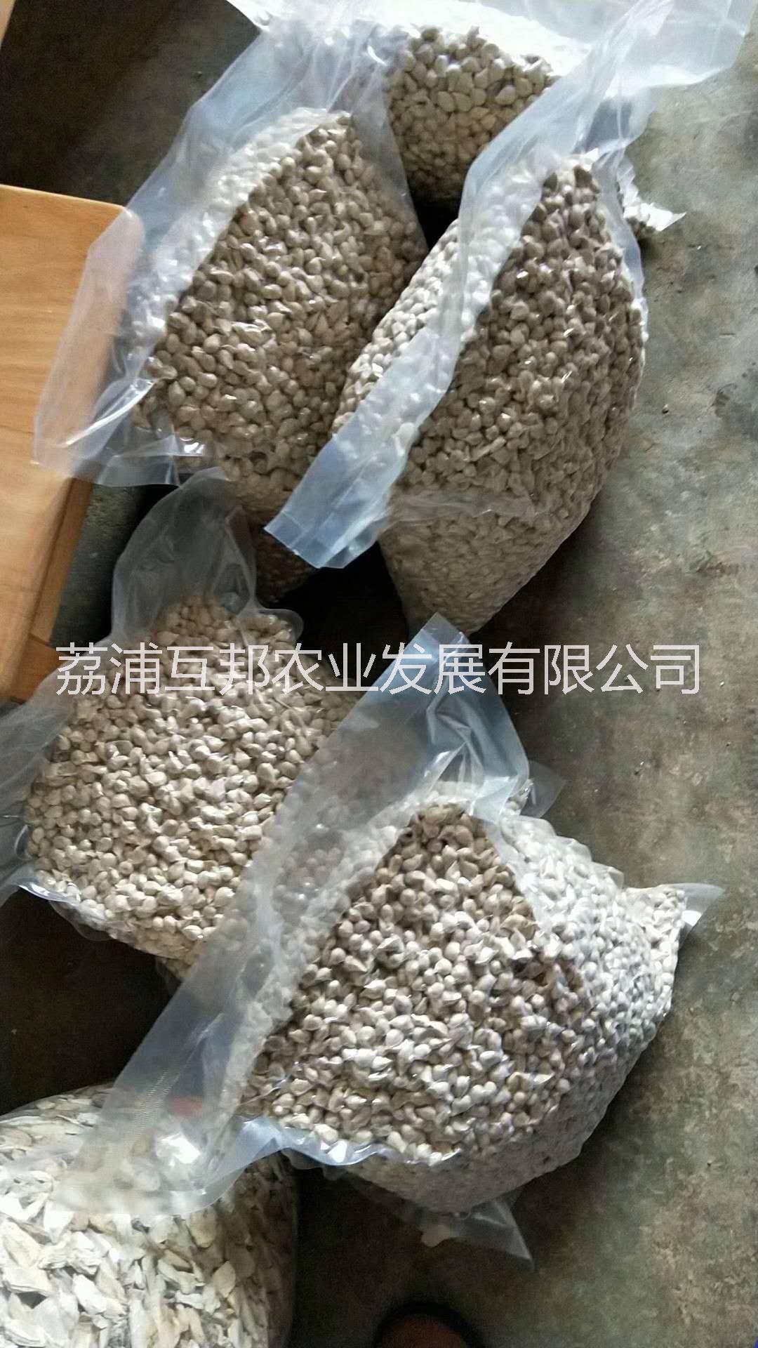 小葉軟枝香橙種子 小葉軟枝香橙種 小葉軟枝香橙種子價格