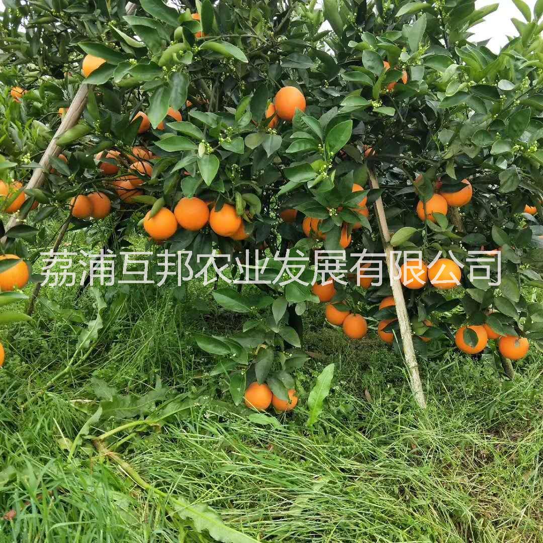 夏橙苗 廣西夏橙苗 桂林夏橙苗 夏橙苗哪家好 夏橙苗