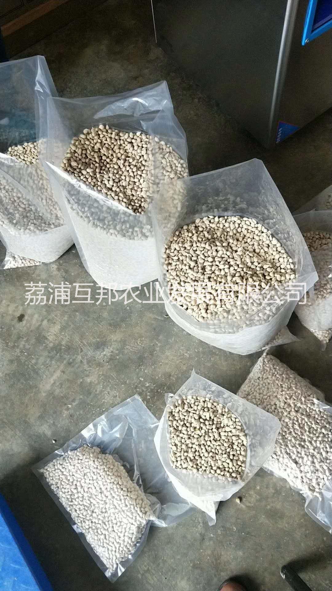 小葉軟枝香橙 廣西小葉軟枝香橙 桂林小葉軟枝香橙 小葉軟枝香橙種植基地