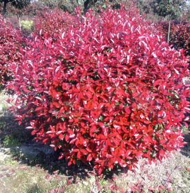 紅葉石楠哪家好