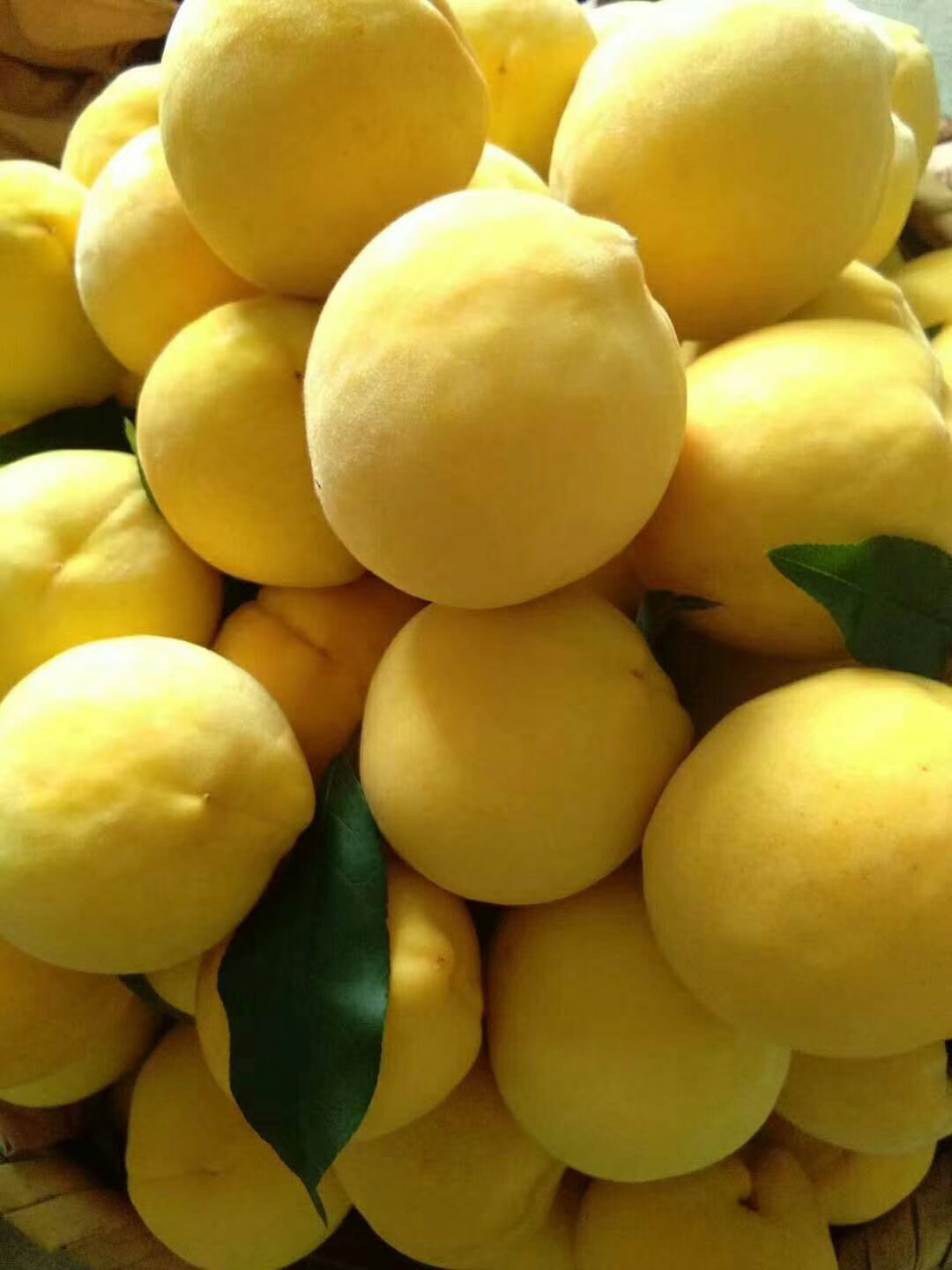 炎陵黃桃多少錢一斤