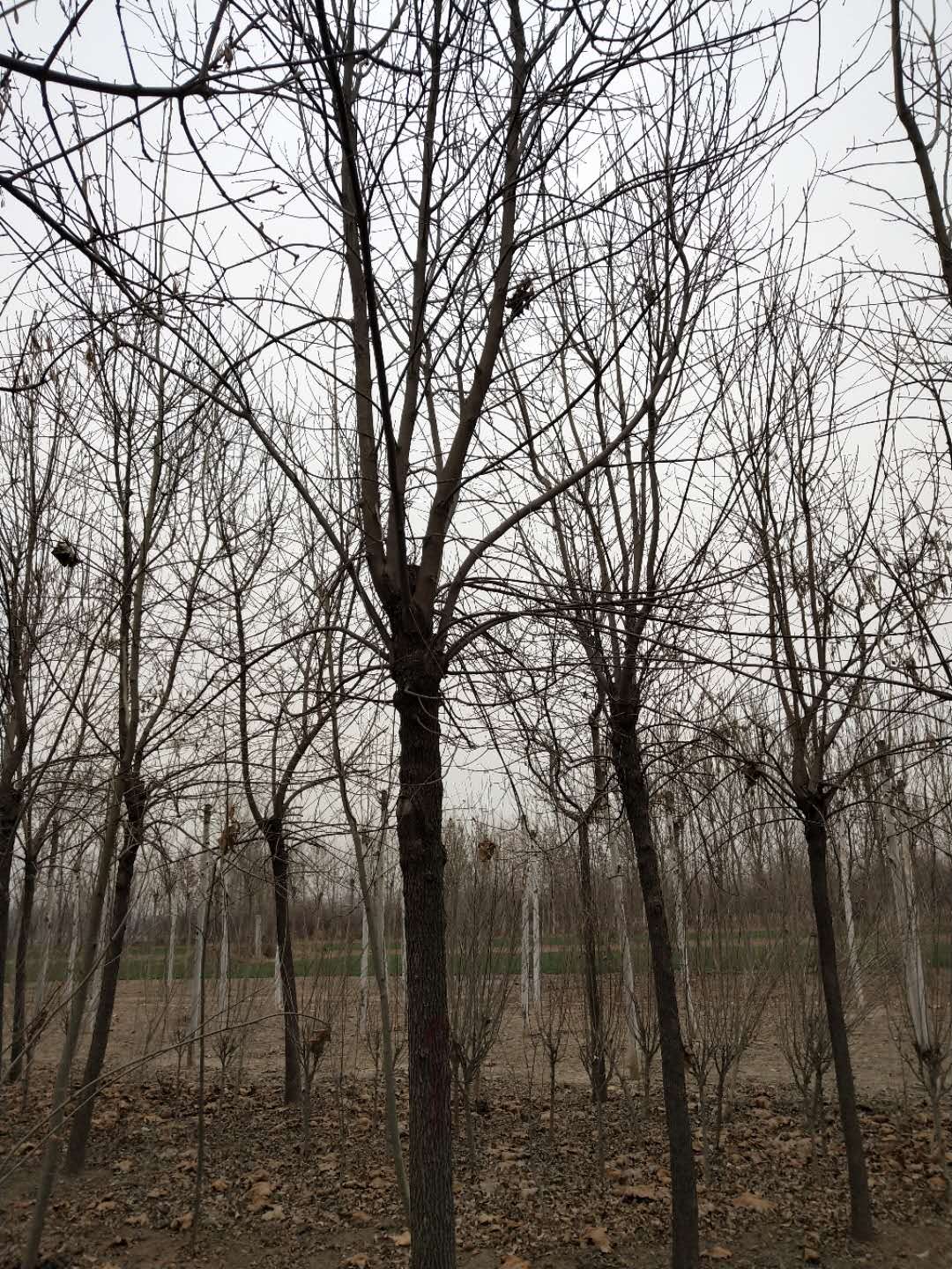 白蠟苗圃批發(fā) 、白蠟苗圃價格、白蠟苗圃供應(yīng)商、白蠟種植基地