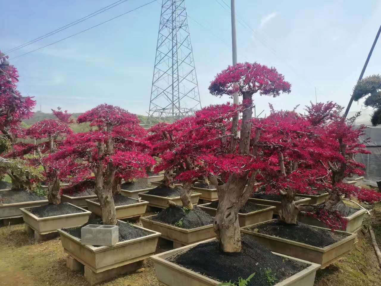 浙江紅花繼木樁基地批發(fā)地規(guī)格齊全-優(yōu)質(zhì)供應(yīng)商直銷(xiāo)