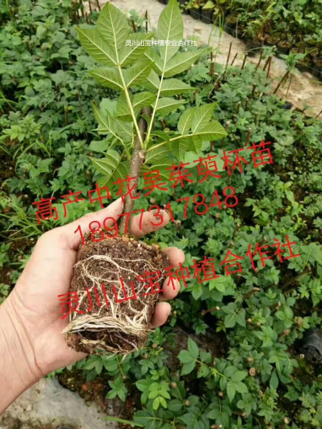 吳茱萸苗 吳茱萸苗批發(fā) 廣西吳茱萸苗  桂林吳茱萸苗 廣西吳茱萸苗種植基地