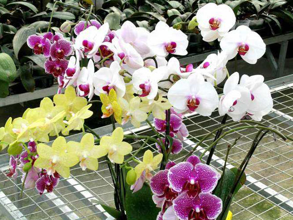 花卉苗床價格，花卉苗床廠家直銷，花卉苗床批發(fā)，衡水花卉苗床，保定花卉苗床價格