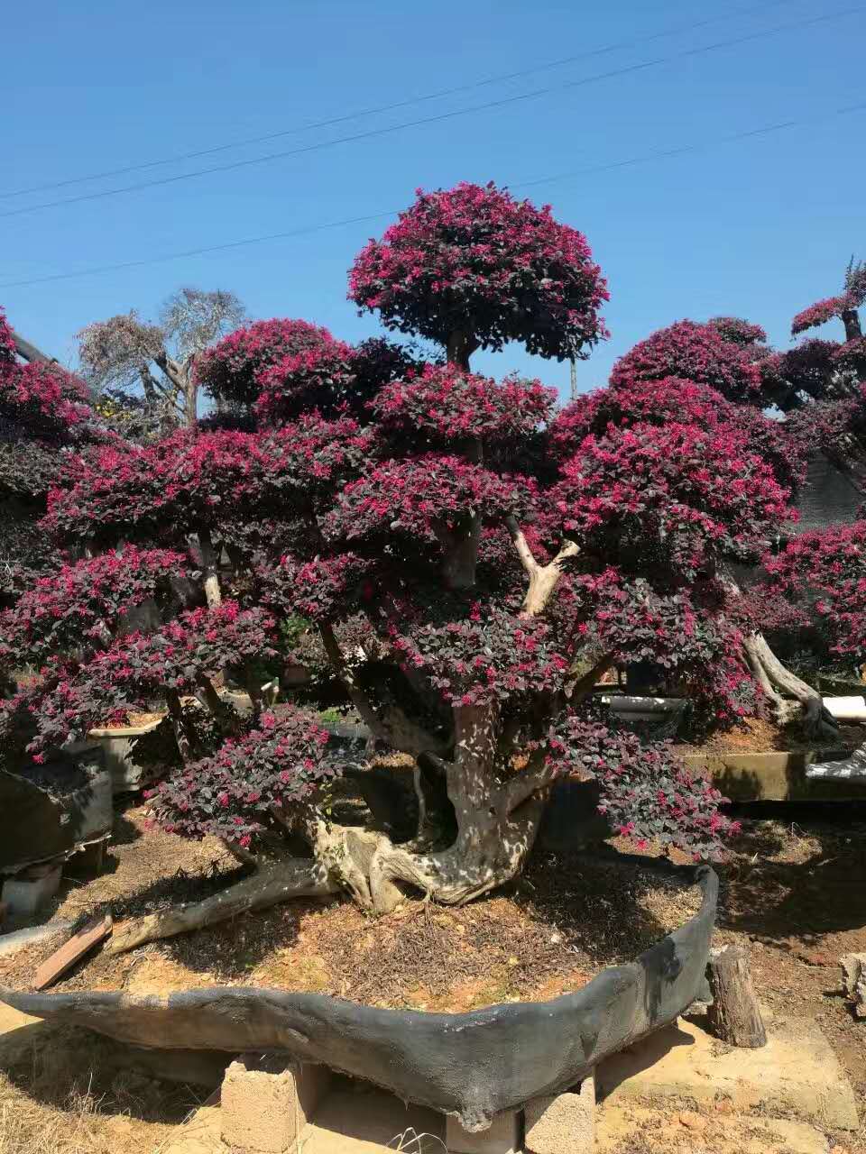 浙江紅花繼木樁基地批發(fā)地規(guī)格齊全-優(yōu)質(zhì)供應(yīng)商直銷(xiāo)