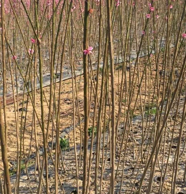 紫薇小苗-紫薇-3-5公分紫薇廠家批發(fā)報價、廠家批發(fā)價格報價
