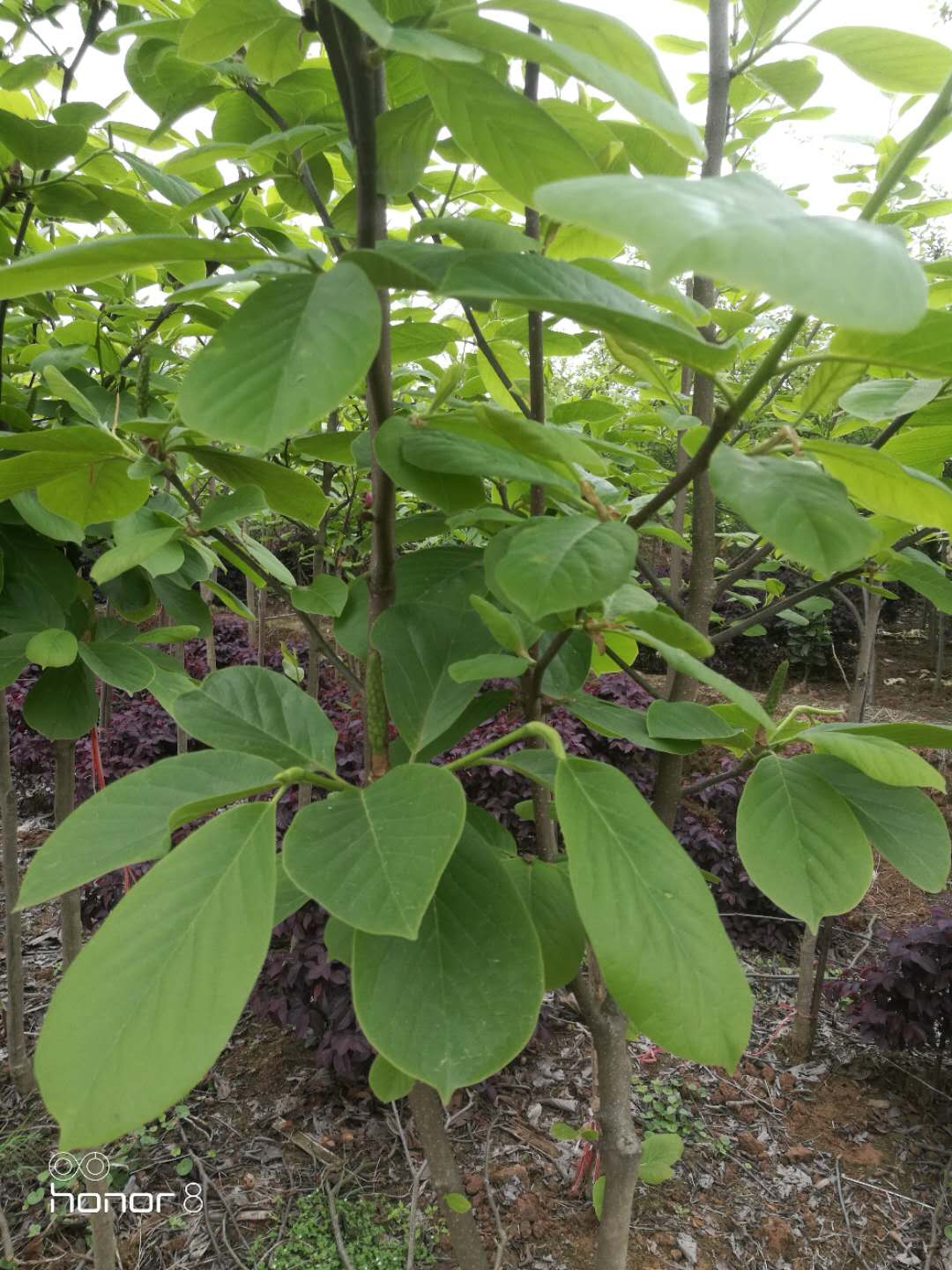 紫玉蘭 重慶紫玉蘭特性
