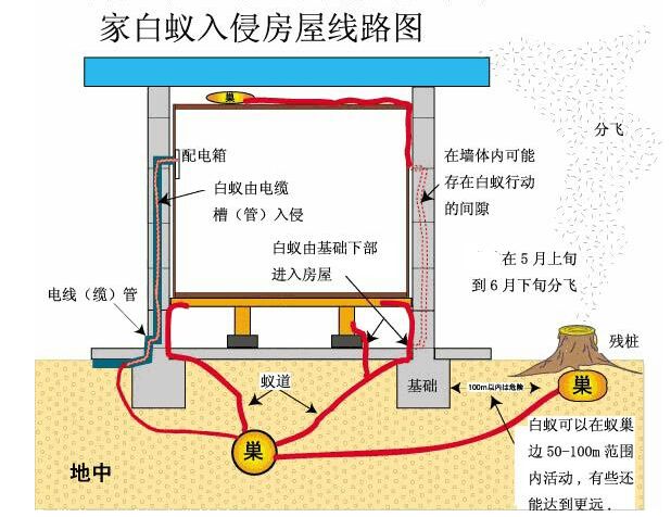 番禺滅白蟻哪家好?