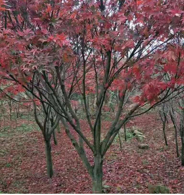 紅楓小苗-先國園林-2-3公分紅楓/廠家批發(fā)價(jià)格報(bào)價(jià)供應(yīng)商