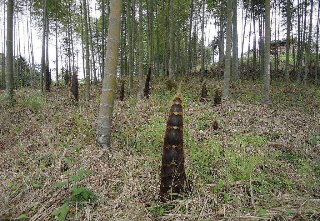 廣東竹筍苗種植技術(shù)傳授 西牛鎮(zhèn)全興銷售高存活率