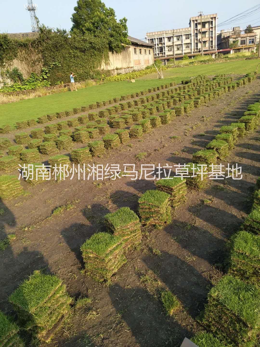 精晶馬尼拉草塊