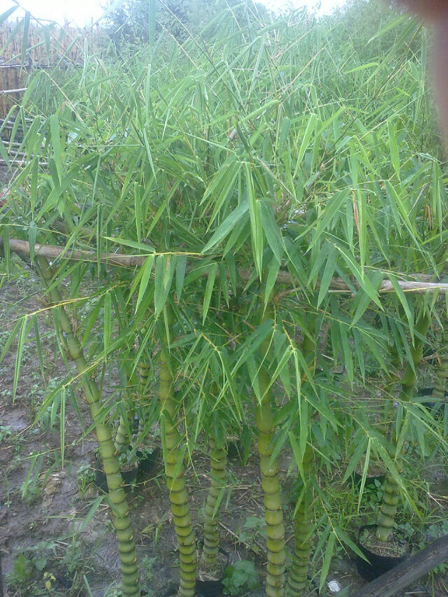 佛肚竹盆景 葫蘆竹子青竹凈化空氣 室內(nèi)庭院花卉裝飾盆栽植物