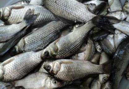 湖州鯽魚廠家-批發(fā)商-供應商-批發(fā)價-養(yǎng)殖廠