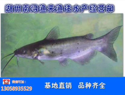 回魚魚苗 回魚魚苗報(bào)價(jià) 回魚魚苗批發(fā) 回魚魚苗生產(chǎn)廠家 回魚魚苗供應(yīng)商 回魚魚苗公司 湖州回魚魚苗